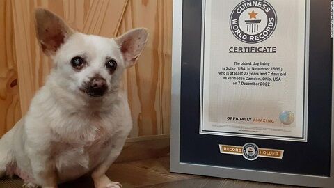ギネス 年齢 犬 チワワ アメリカ 最高齢に関連した画像-01