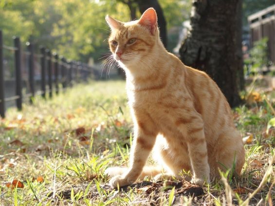 d-neko39699_1