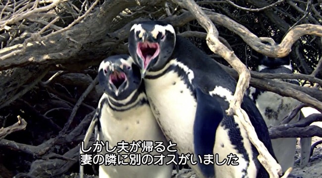 ペンギン NTR 残酷に関連した画像-01