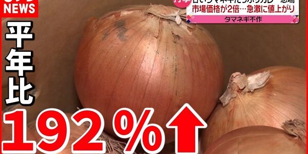 玉ねぎ 値段 無料 高騰 じゃがいも にんじん スーパー セット 野菜に関連した画像-01