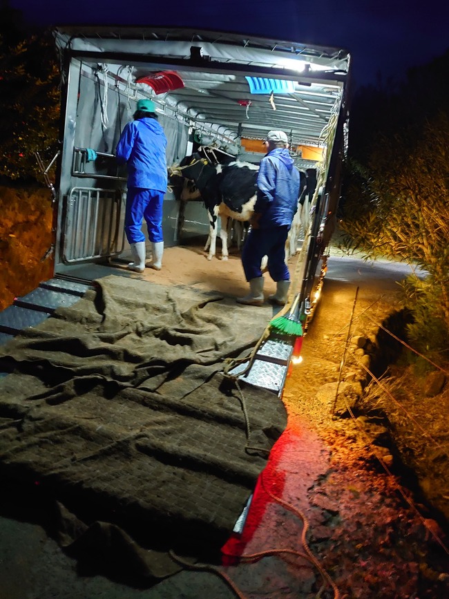 酪農　農場　酪農家　コオロギ　昆虫食　乳製品　倒産に関連した画像-04