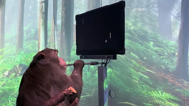 イーロン・マスク ニューラリンク サル 脳 チップ ゲームに関連した画像-01