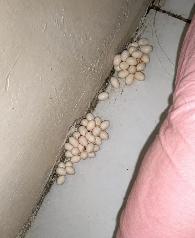 生き物 卵 爬虫類 ヘビ トカゲに関連した画像-02
