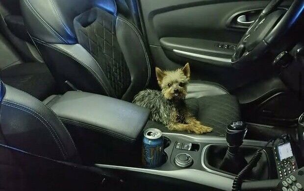 愛犬　ヨークシャー・テリア　救出　警察　スペイン　賢い　に関連した画像-01