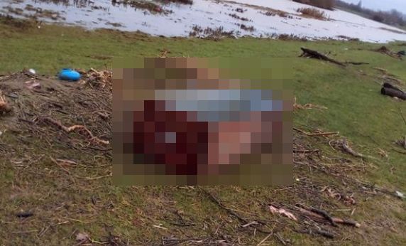 イギリス　豪雨　畑　棺桶　漂着に関連した画像-01