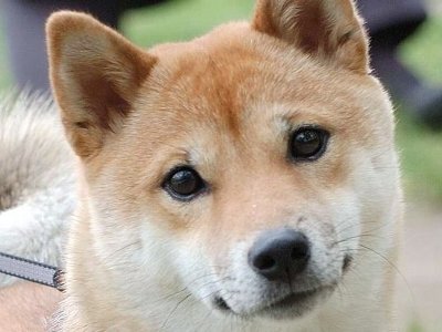 イヌ 犬 涙 飼い主 再開に関連した画像-01