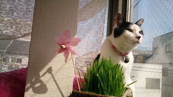 d-neko39513_55