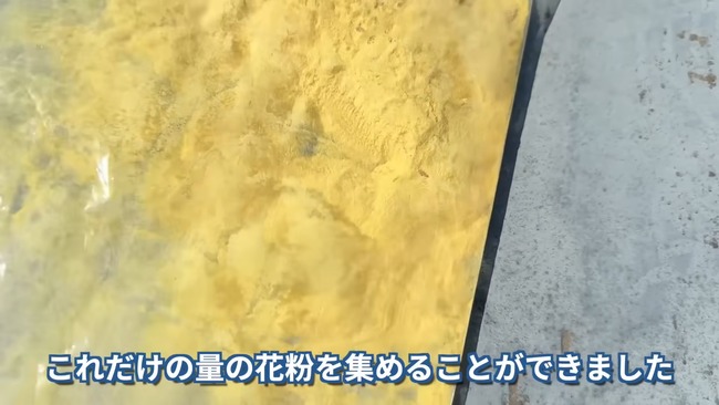 ユーチューバー 茸本朗 スギ花粉 お菓子作り 松花糕に関連した画像-04