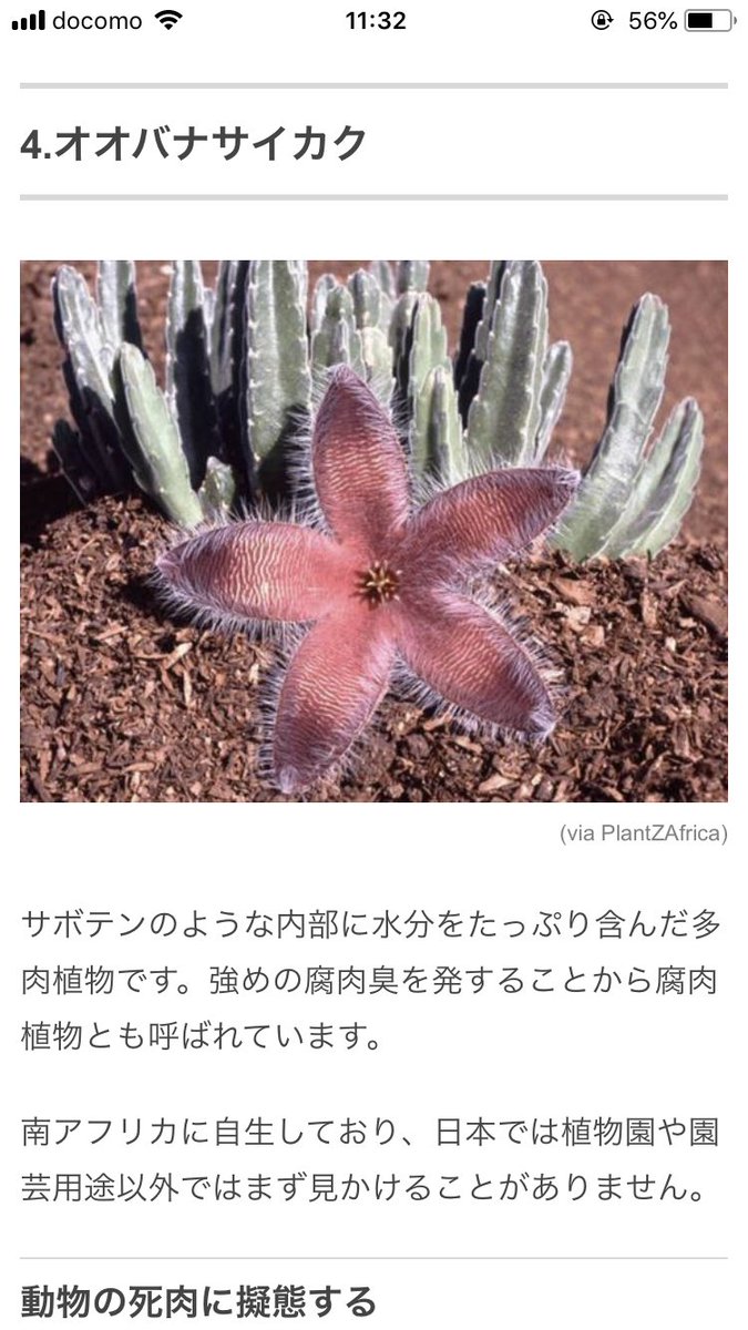 サボテン オオバナサイカク 腐肉植物に関連した画像-05