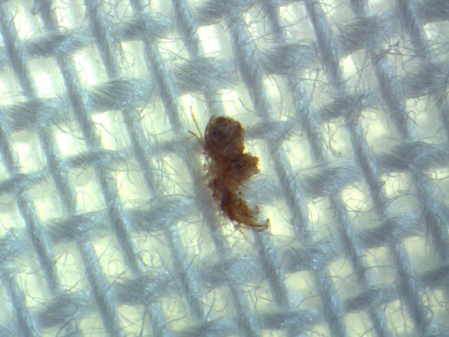 大久保奈弥 生物学者 アベノマスク 顕微鏡に関連した画像-04