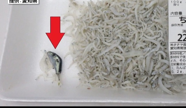 ちりめん フグ 稚魚 混入 毒 1日 7トン 致死量に関連した画像-01