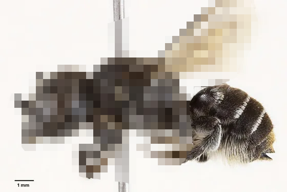 新種　蜂　ルシファー　Megachile  lucifer　に関連した画像-01