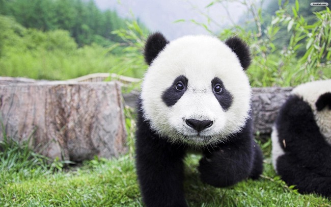 beautiful_panda_wallpaper_5b544