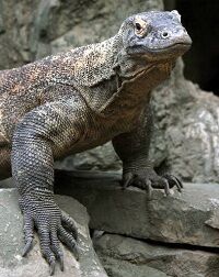 トカゲ ワニ 恐竜 T-REX 歯 牙 研究 骨格に関連した画像-03