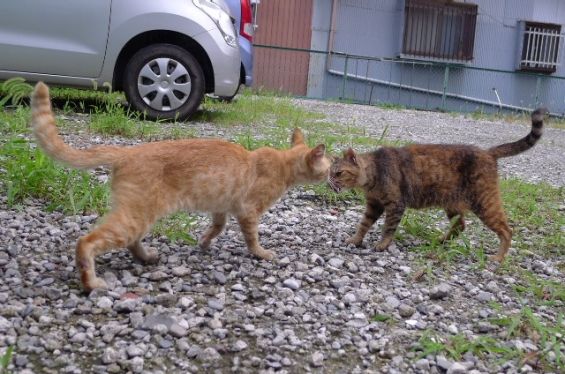 d-neko36766_718
