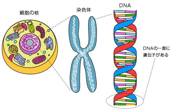 性別 解雇 染色体 生物学教授 トランス差別に関連した画像-01
