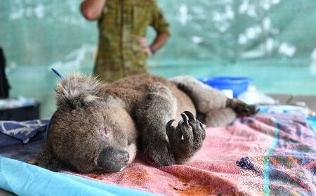 コアラ　絶滅危惧種　森林火災　オーストラリア　動物に関連した画像-01