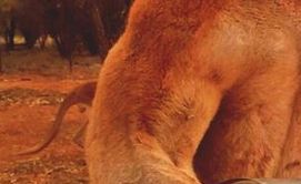 カンガルー マッチョ ロジャーくんに関連した画像-05