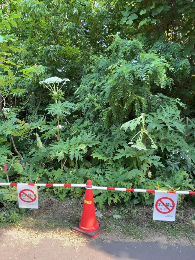 ジャイアント・ホグウィード 北海道 光毒性 北大 植物 雑草 樹液 危険 注意 外来種に関連した画像-06
