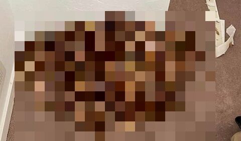 キツツキ 駆除 迷惑 どんぐり 大量 穴に関連した画像-01