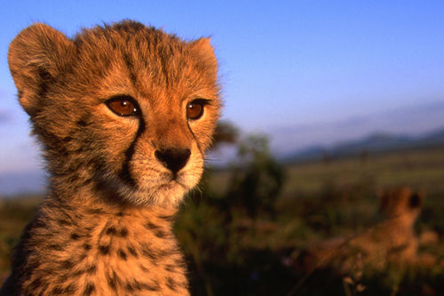 チートツール販売に関連した画像-01