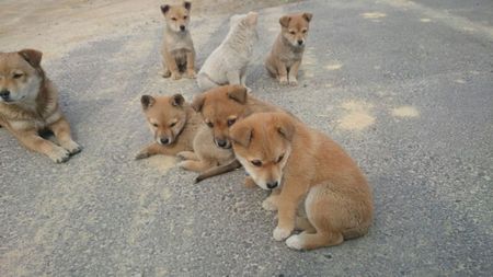 インド 野良犬を中国へ輸出に関連した画像-01