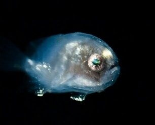 マグロ チョウチンアンコウ 幼魚に関連した画像-06