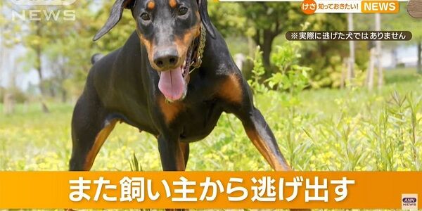 ドーベルマン 脱走 窃盗 動物愛護団体 高橋里衣 岡島愛 自作自演 保護 批判 飼い主に関連した画像-01