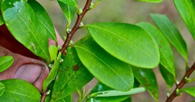 茶葉 お茶摘み 宇治 コカイン に関連した画像-03