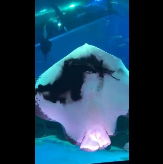 閲覧注意 八景島シーパラダイスのエイがアオリイカを捕食 捕食風景が悪魔的すぎると話題にwww オレ的ゲーム速報 刃 閲覧注意 八景島シーパラダイスのエイがアオリイカを捕食 捕食風景が悪魔的すぎると話題にwww オレ的ゲーム速報 刃