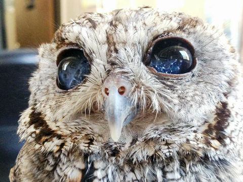 激カワ 青い宝石 を瞳に宿したネコが話題に 神々しすぎるんだけどｗｗｗ オレ的ゲーム速報 刃