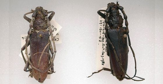 ロンドン 昆虫 死骸 約4000年前に関連した画像-01