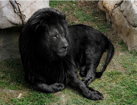 無料印刷可能那須サファリパーク ライオン 事件 すべての動物画像 無料印刷可能那須サファリパーク ライオン 事件 すべての動物画像