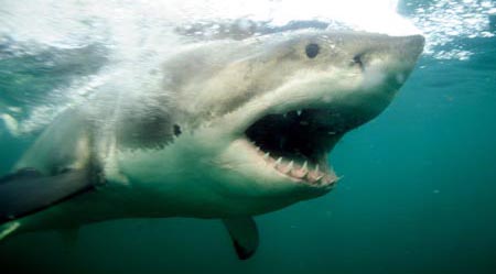 男性　海　ウバザメ　ホホジロザメ　勘違い　飛び込むに関連した画像-01