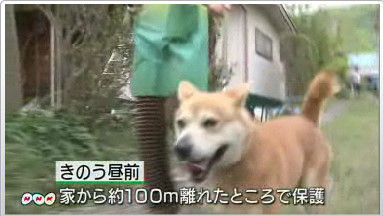 W 竜巻で不明の飼い犬 ワン太郎 無事戻る オレ的ゲーム速報 刃 W 竜巻で不明の飼い犬 ワン太郎 無事戻る オレ的ゲーム速報 刃