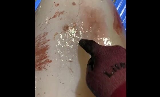 イカ ソデイカ 文字 くっきり 神秘 衝撃に関連した画像-01