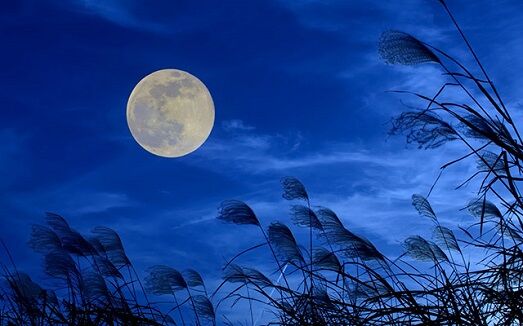 月　土地　植物　発芽　NASAに関連した画像-01