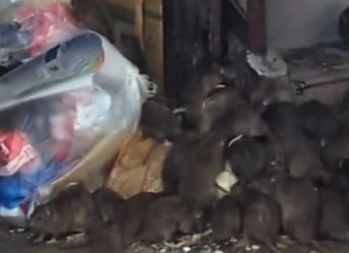 歌舞伎町　ネズミ　ゴミ　繁華街　新宿に関連した画像-01