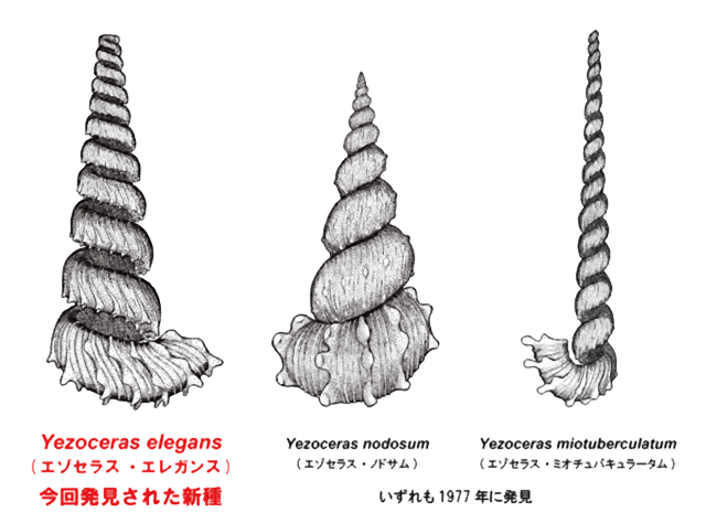 新種　アンモナイト　古生物　化石　北海道　エゾセラス　に関連した画像-04