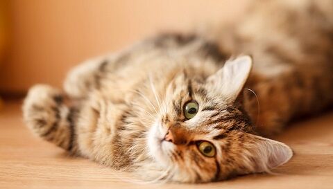 野良猫　狩猟　子供　批判　ニュージーランドに関連した画像-01