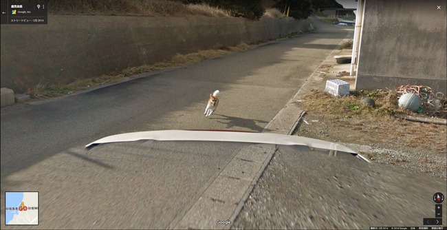 グーグル google ストリートビュー 犬 イッヌに関連した画像-05