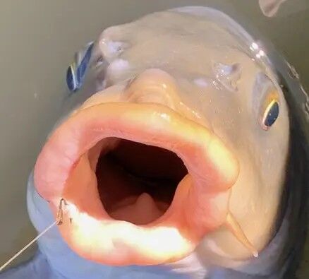 コイ　鯉　興奮　性的加害　公然わいせつ　夜間住居侵入　動物虐待に関連した画像-01