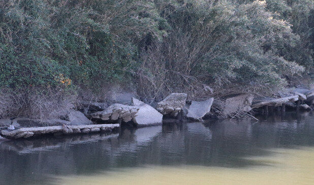 池の水ぜんぶ抜く 茨城県 潮来市 用水路 護岸崩壊 粗大ごみ 外来種に関連した画像-03