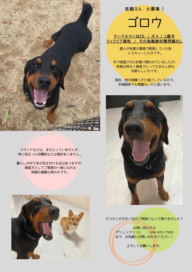 �ɡ��٥�ޥ� æ�� ���� ưʪ�������� �ⶶΤ�� ���簦 ����� �ݸ� ��Ƚ ������˴�Ϣ��������-17