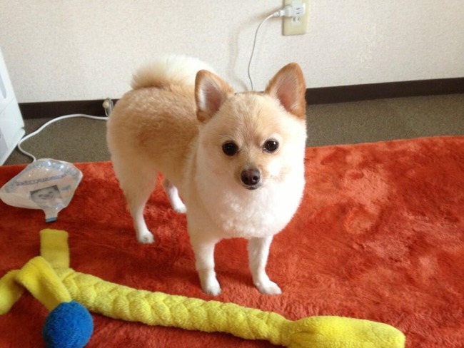 お笑い芸人 桜塚やっくんのツイートがあまりにもセツナすぎる オレ的ゲーム速報 刃 お笑い芸人 桜塚やっくんのツイートがあまりにもセツナすぎる オレ的ゲーム速報 刃