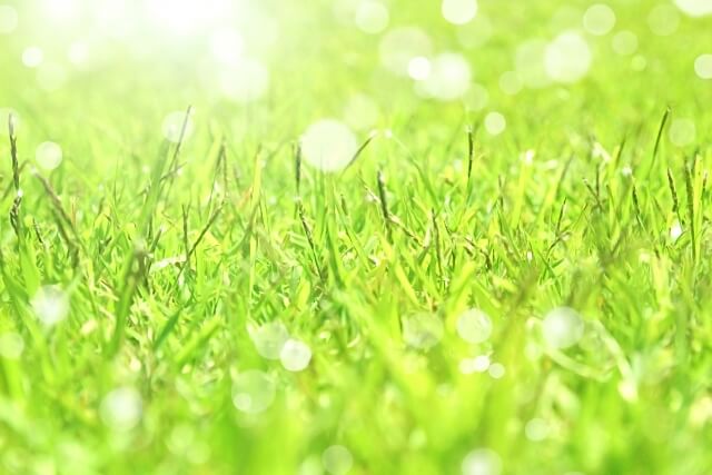 どうぶつの森 雑草 草抜き 代行に関連した画像-01