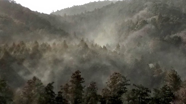 花粉 花粉症 飛散 飛散量 スギ花粉 大量 グラフに関連した画像-04