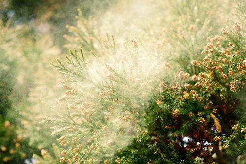 花粉　2024年　飛散量　環境省に関連した画像-01