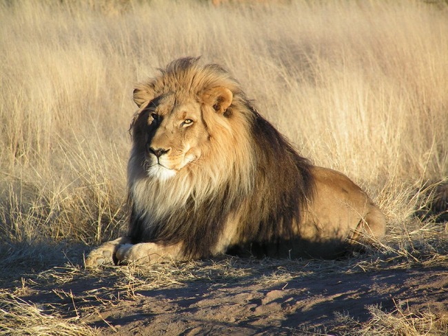 ライオン　自撮り　動物園に関連した画像-01
