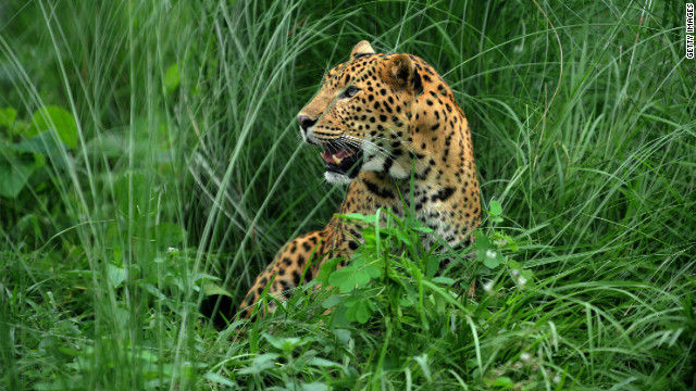 animal-leopard (1)